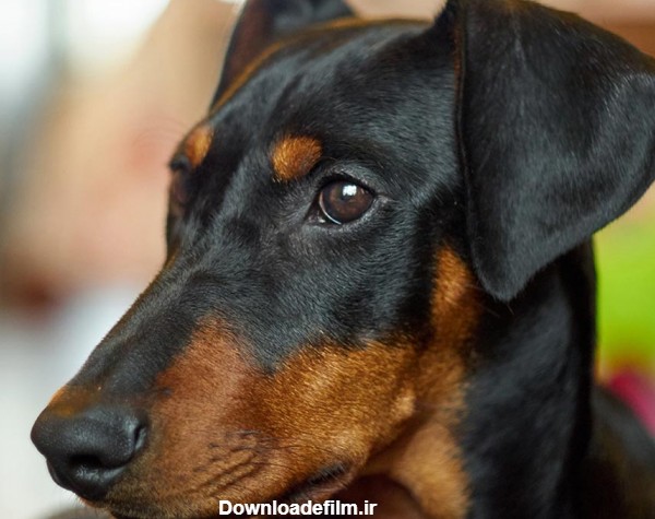 معرفی سگ نژاد ژرمن پینچر همراه با جزئیات کامل - پت زیپ