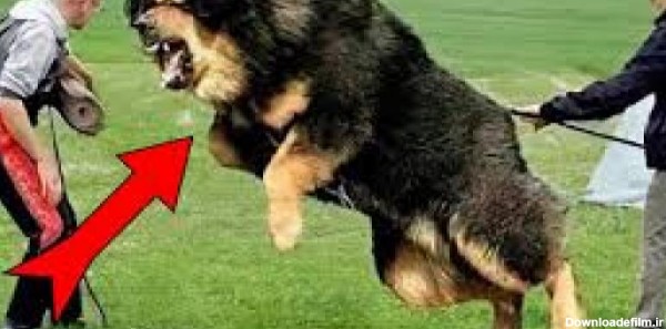 عکس سگ وحشی ترسناک بزرگ ایرانی