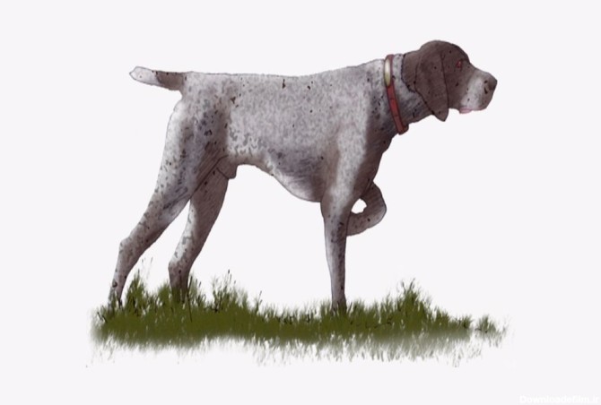 سگ شکاری پوینتر؛ مشخصات و نحوه نگهداری- پت پرس