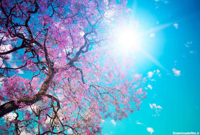 دانلود تصویر شاتراستوک درخت و شکوفه های صورتی زمینه آسمان و ...