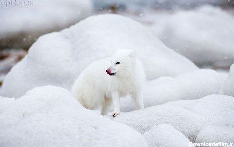 عکس روباه قطبی با کیفیت بالا