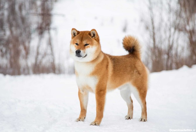 معرفی 8 نژاد سگ ژاپنی + یک نژاد قلابی ژاپنی! - ویرگول