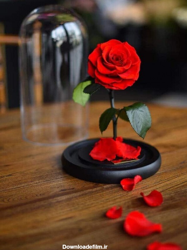 عکس پروفایل زیباترین گل های جهان + متن گل رز عاشقانه