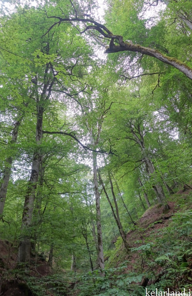 جنگل های کلاردشت - مجموعه عکس شماره 1 - کلارلند
