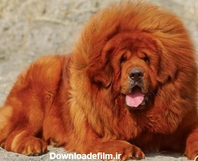 فروش توله های 60روزه سگ غول پیکر(توله تبت ماستیف) - آگهی‌ 24