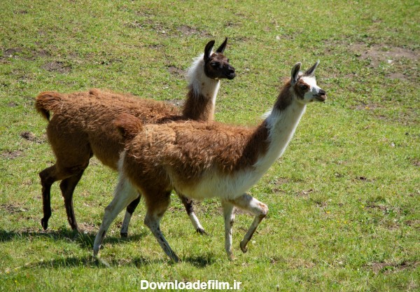 عکس Llama Two Grass Animals حیوانات ، لاما ، 2 تصویر تصویر زمینه ...