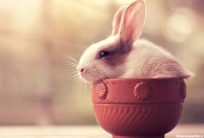 تصاویری بامزه از خرگوش های پشمالو، نماد سال 1402 - کجارو