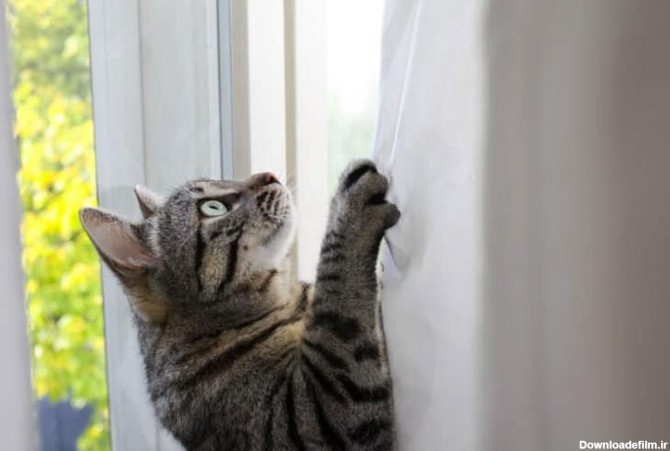 ببینید | مهارت‌های خیره‌کننده یک گربه در بالا رفتن از دیوار صاف