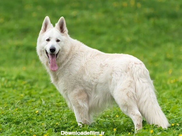 قیمت سگ ژرمن شپرد سفید