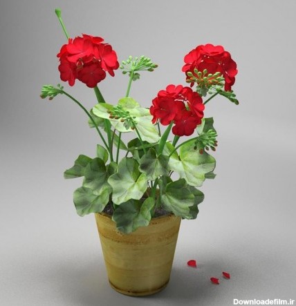 روش پرورش و نگهداری گل شمعدانی در گلدان | گل شمعدانی | خرید ...