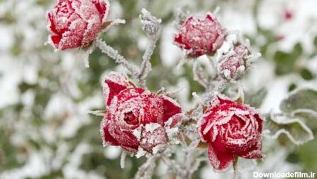 شاخه گل‌های رز قرمز در زمستان و سرما