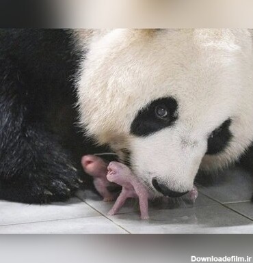 ویدئو) لحظه زایمان یک خرس پاندا؛ آی بائو دوقلو به دنیا آورد