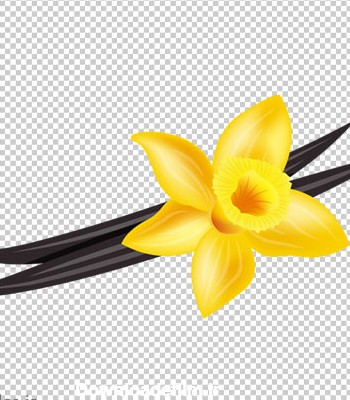 دانلود گل نرگس زرد بصورت فایل ترانسپرنت و فاقد بکگرند