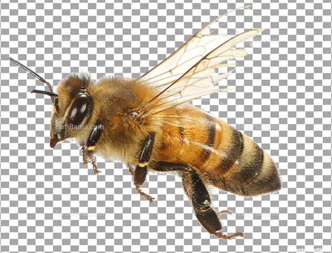 تصویر با کیفیت زنبور عسل بدون پس زمینه