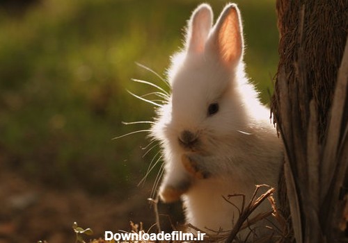 عکس های زیبا و بامزه از خرگوش های ناز و کوچولو (4)