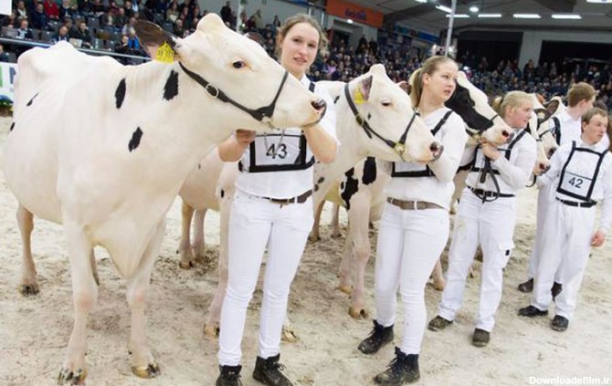 انتخاب زیباترین گاو شیرده آلمان-ITPNews