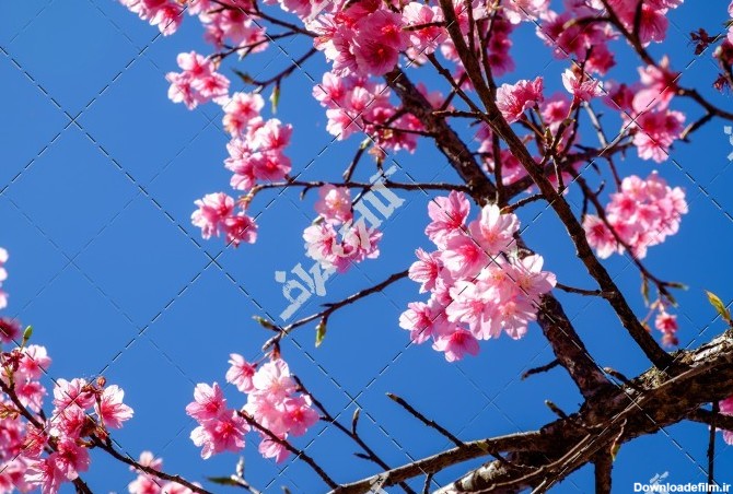 عکس شکوفه صورتی در آسمان آبی