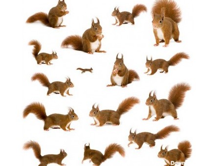 عکس سنجاب ( عکس های با کیفیت حیوانات )