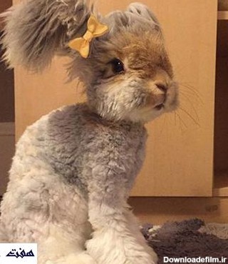 عکس زیبا ترین خرگوش های جهان