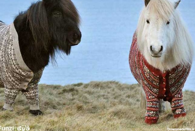 اسب پونی | معرفی کامل اسب کوچک و دوست داشتنی | فانزی