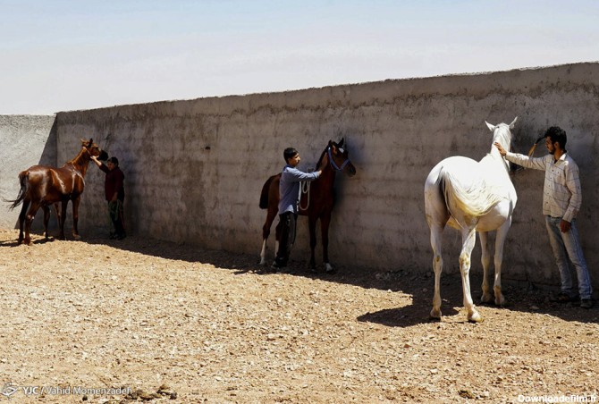 عکس پرورش اسب در ایران