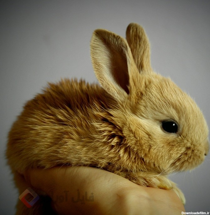 عکس بچه خرگوش با کیفیت بالا | حیوانات | فایل آوران
