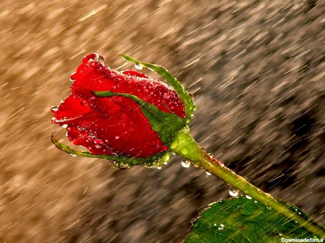 والپیپر گل رز قرمز با کیفیت فول اچ دی - پیکو پیکس | منبع عکس