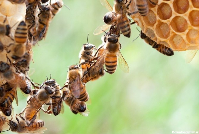 فرارو | (تصاویر) فستون کردن؛ حرکت حرفه‌ای زنبور عسل!