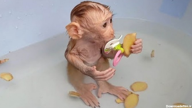 حمام کردن بچه میمون بامزه در وان زنجبیل