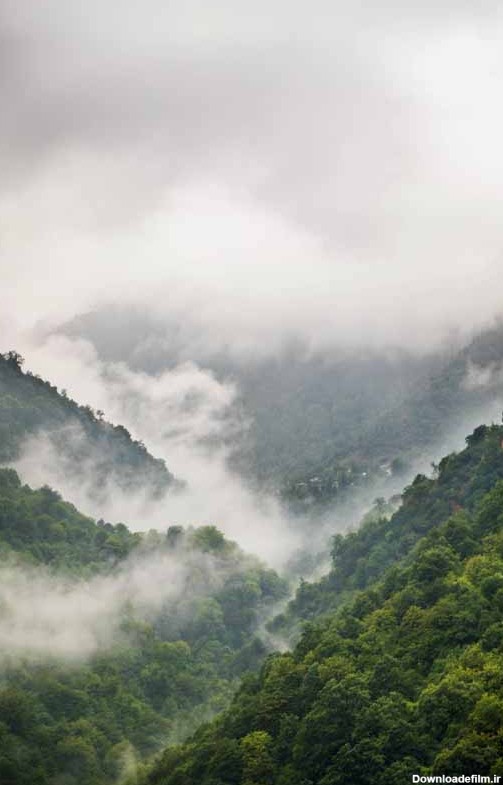 تصویر جنگل های مه آلود شمال ایران | تیک طرح مرجع گرافیک ایران