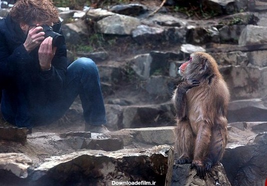 میمونی که گوشی آیفون را دزدید+تصاویر