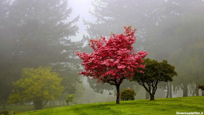 ۶۳ -تصاویر زیبای طبیعت ( 2 ) - سایت درخت سعادت