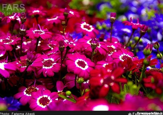 گل های بهاری در بازار گل اراک (عکس)
