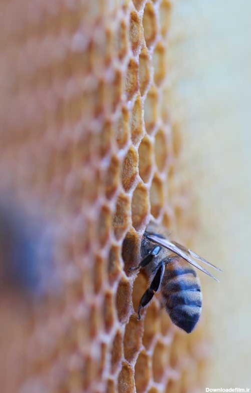 دانلود عکس کندو و زنبور عسل | تیک طرح مرجع گرافیک ایران