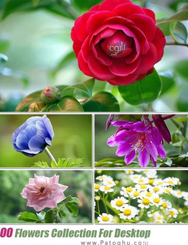 دانلود مجموعه والپیپر با کیفیت از گل های زیبا Flowers Collection ...
