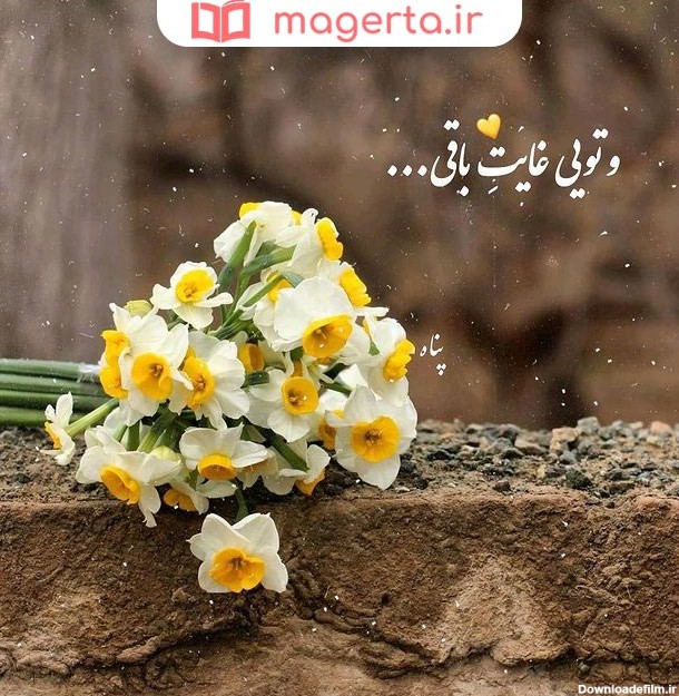 متن در مورد گل نرگس 🌼+ عکس نوشته عاشقانه درباره گل نرگسی - ماگرتا