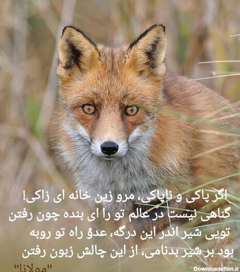 متن در مورد روباه | جملات سنگین و عکس نوشته درباره روباه