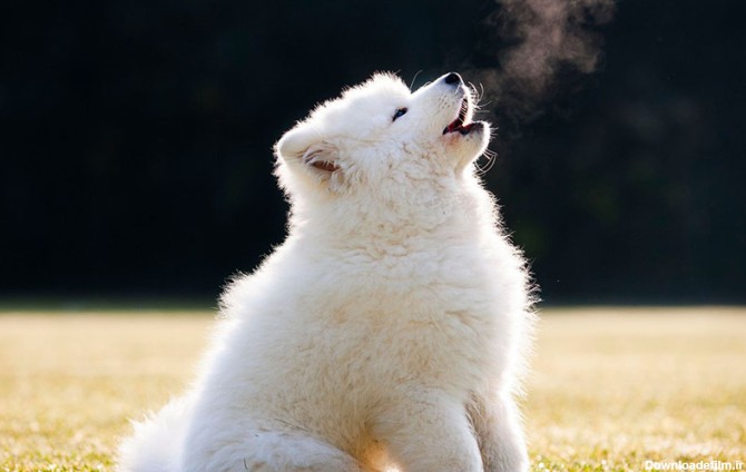 زوزه کشیدن سگ سفید