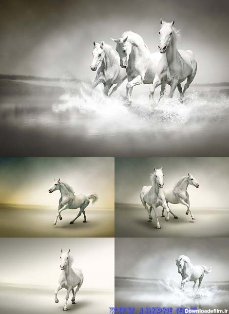 دانلود عکس استوک اسب سفید در حال دویدن Stock Photo White horse