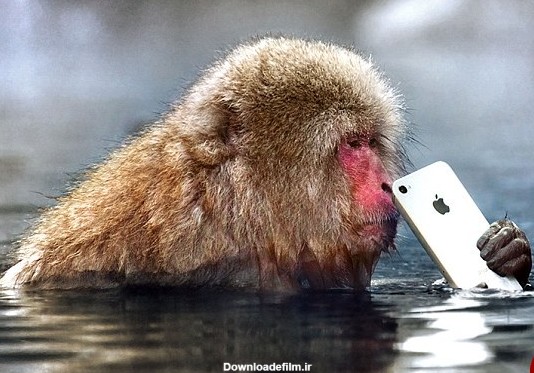 میمونی که گوشی آیفون را دزدید+تصاویر