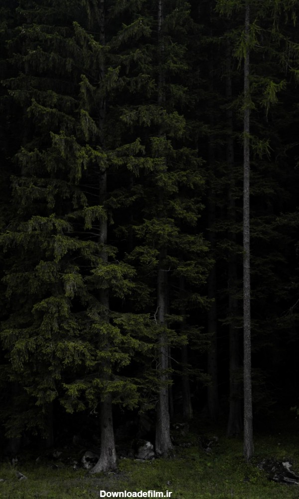 عکس جنگل تاریک و ترسناک برای پروفایل و بک گراند گوشی موبایل