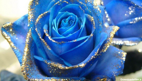 عکس زیبا از گل رز آبی برای پروفایل