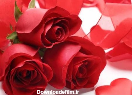 تصاویر گل های عاشقانه همراه با متن های زیبا برای پروفایل