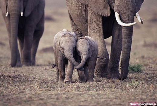 این بچه فیل ها شما را به خنده می اندازند (+عکس)
