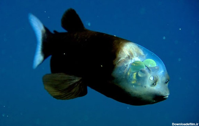ماهی شیشه‌سر
