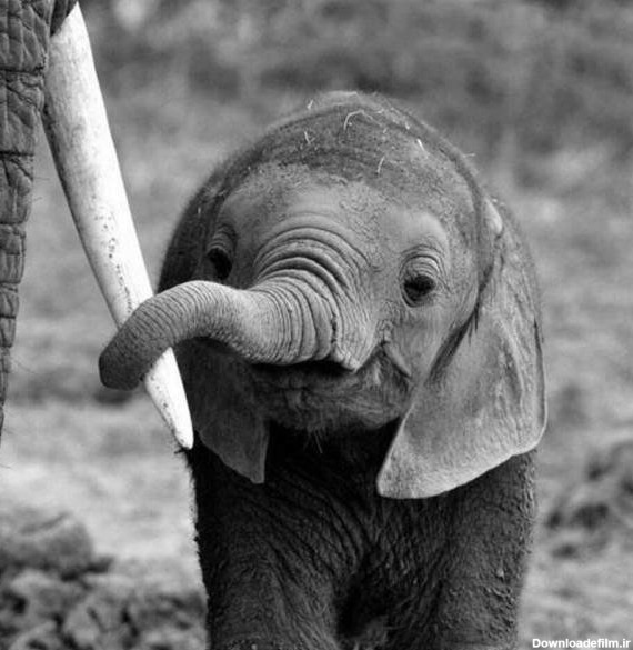 بالاترین: تصویری زیبا از بچه فیل تازه متولد شده