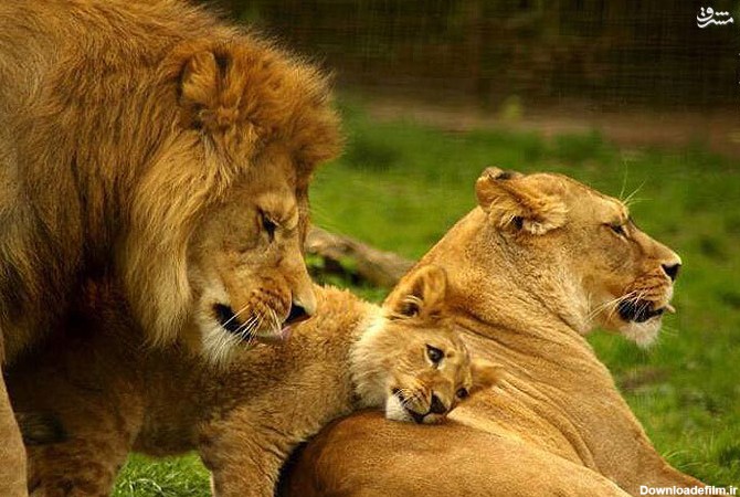 مشرق نیوز - عکس/یک خانواده شیری