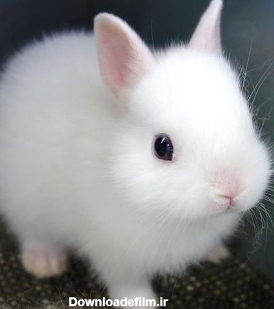 عکس خرگوش سفید خانگی