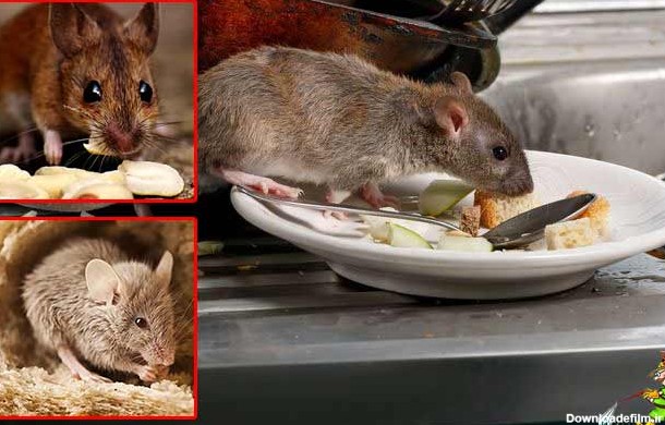 موش چقدر بدون آب و غذا میتوانند زنده بمانند؟|سمپاشی نگین دشت