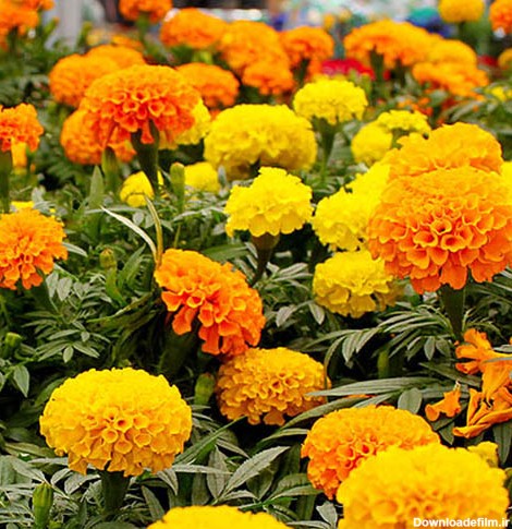 خرید بذر گل جعفری پامتوسط پرگل گل درشت مخلوط زرد و نارنجی